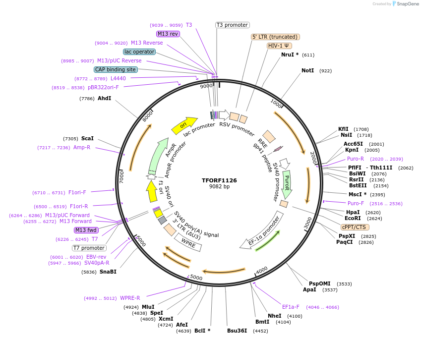 142245-plasmid-map-sequence-id-395742