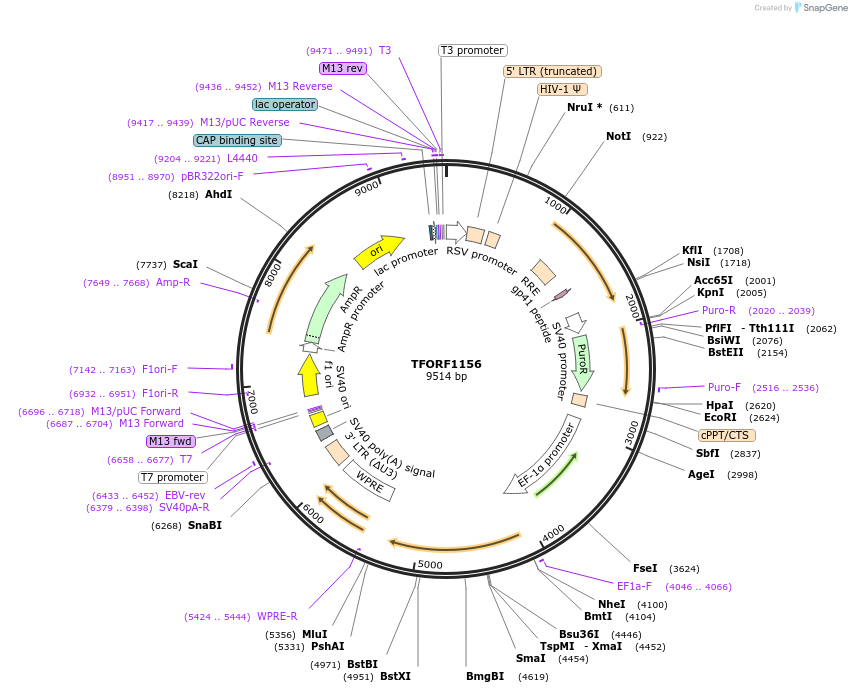 142246-plasmid-map-sequence-id-395743