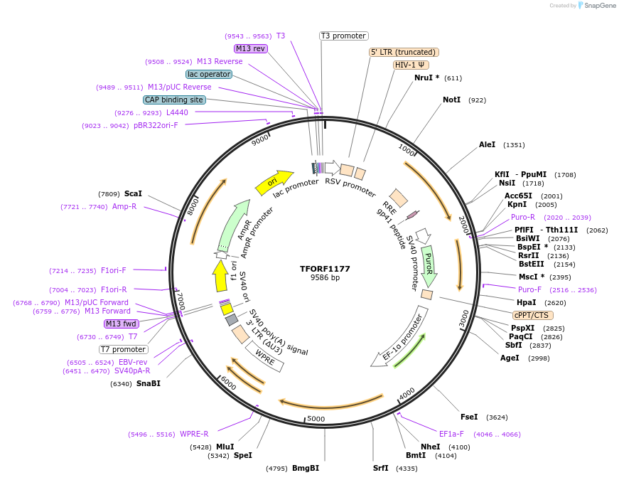 142247-plasmid-map-sequence-id-395744