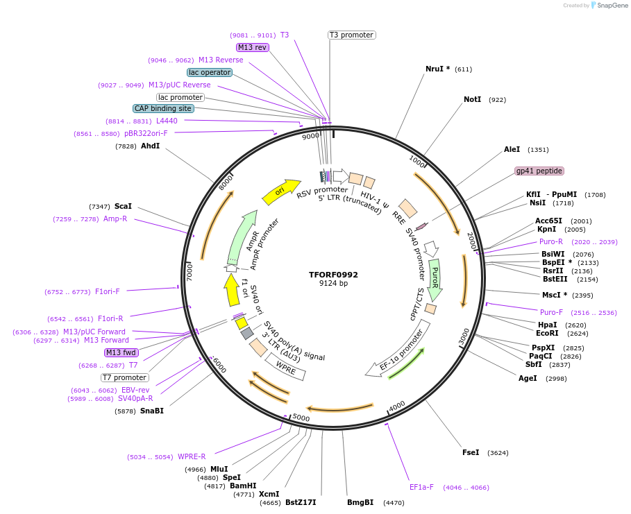 142254-plasmid-map-sequence-id-395747