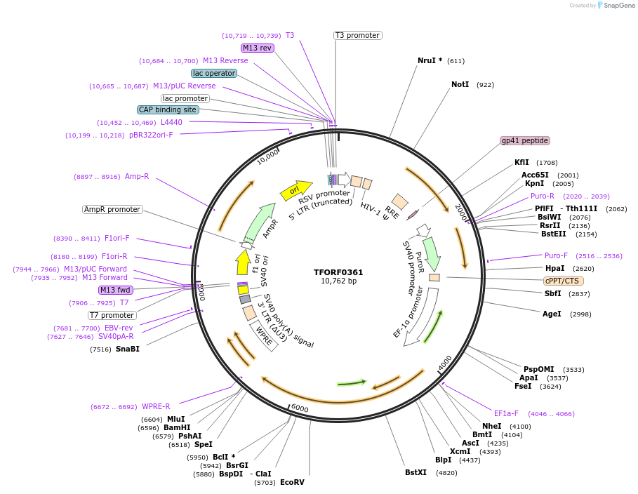 142255-plasmid-map-sequence-id-395748