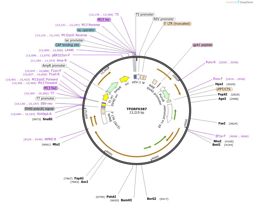 142257-plasmid-map-sequence-id-395749