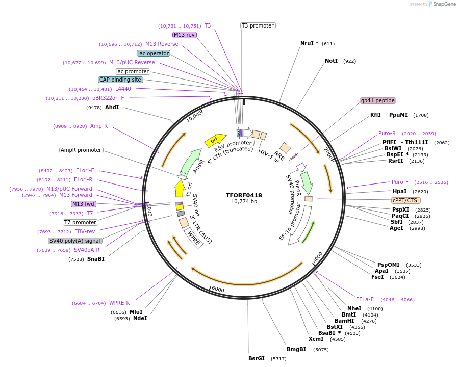 142259-plasmid-map-sequence-id-395751