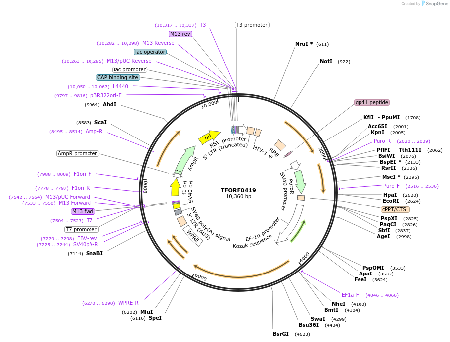 142260-plasmid-map-sequence-id-395752