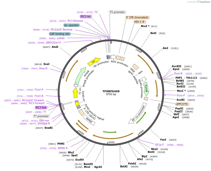 142266-plasmid-map-sequence-id-395756