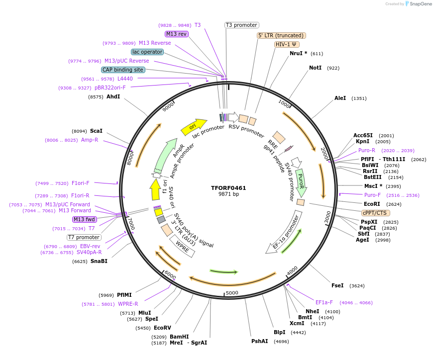 142267-plasmid-map-sequence-id-395757