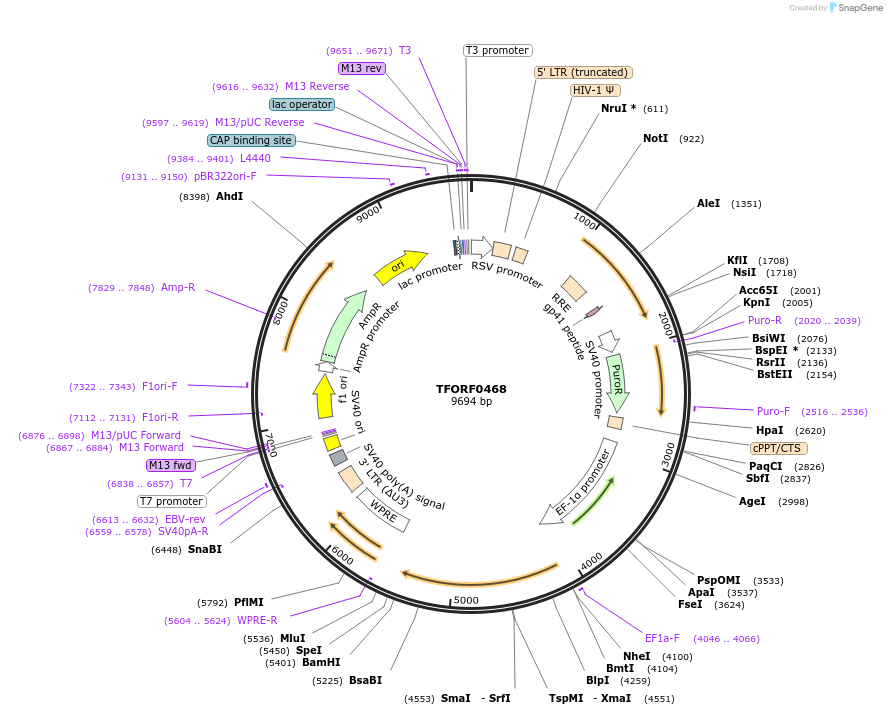 142268-plasmid-map-sequence-id-395758