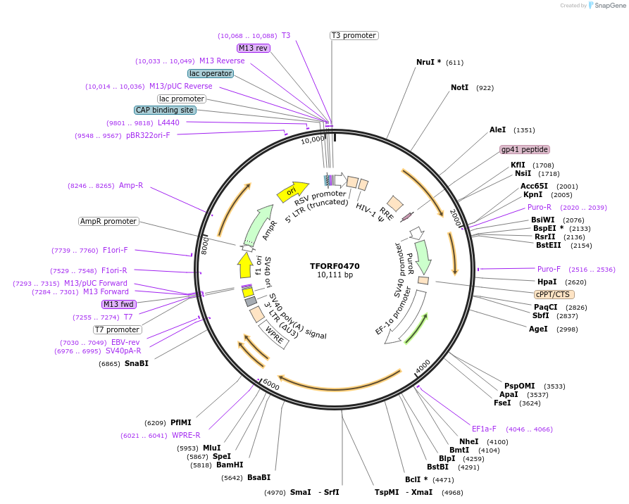 142270-plasmid-map-sequence-id-395759