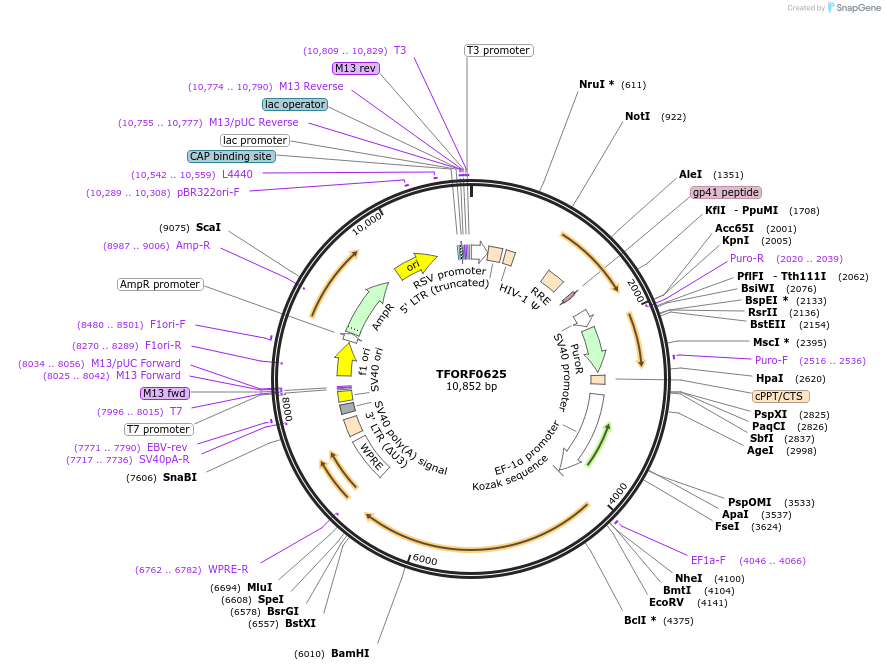142278-plasmid-map-sequence-id-395763