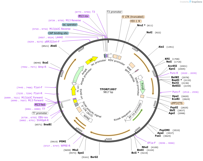 142285-plasmid-map-sequence-id-395765