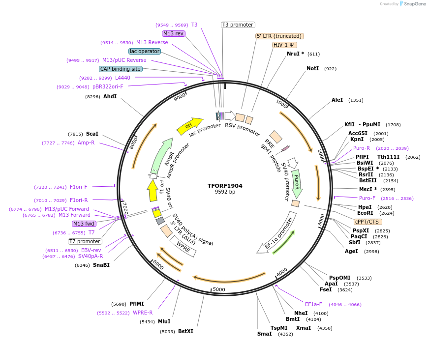 142286-plasmid-map-sequence-id-395766