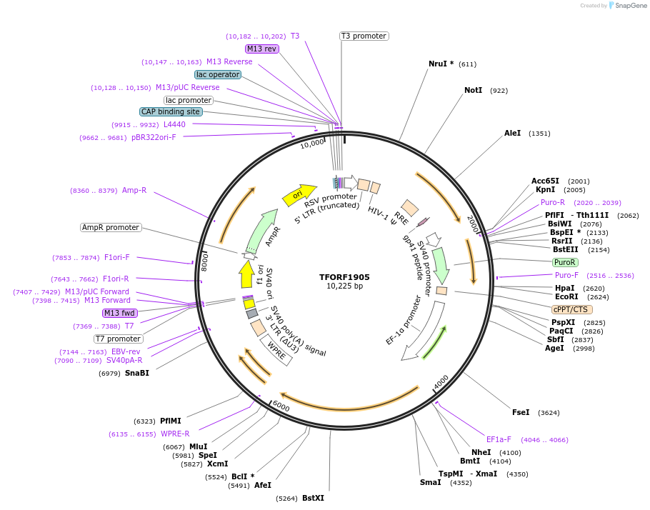 142287-plasmid-map-sequence-id-395767