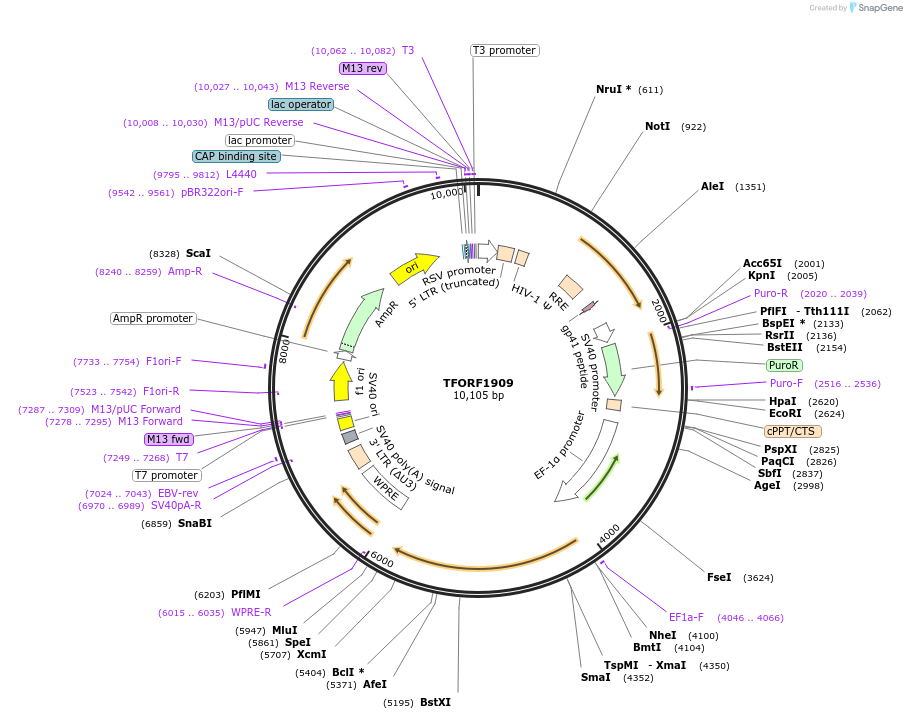 142288-plasmid-map-sequence-id-395768