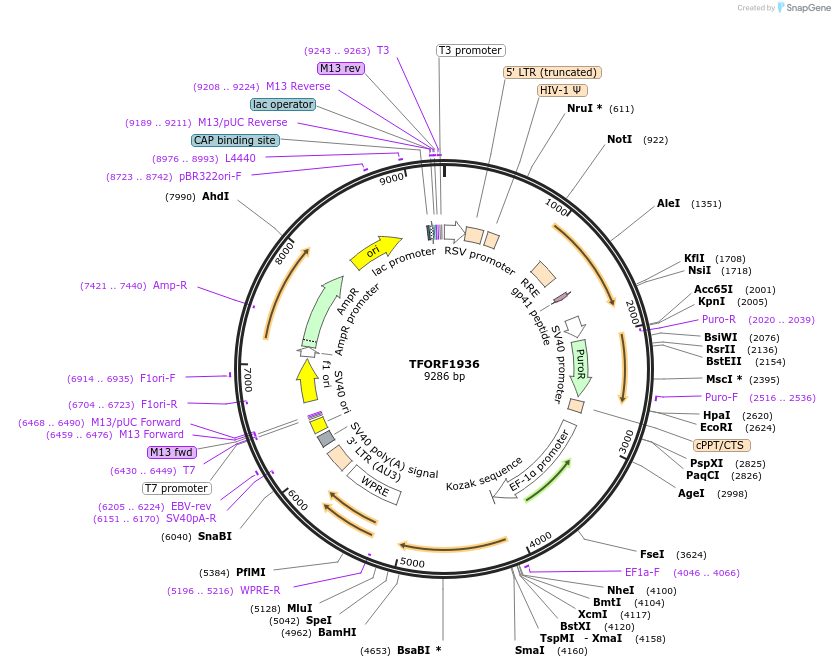 142293-plasmid-map-sequence-id-395771