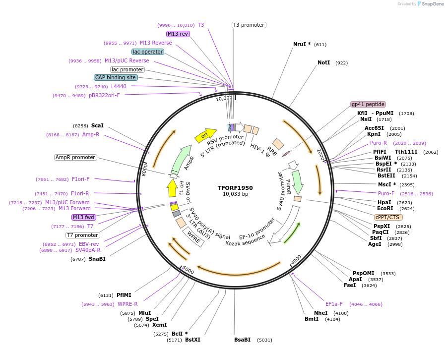 142295-plasmid-map-sequence-id-395773