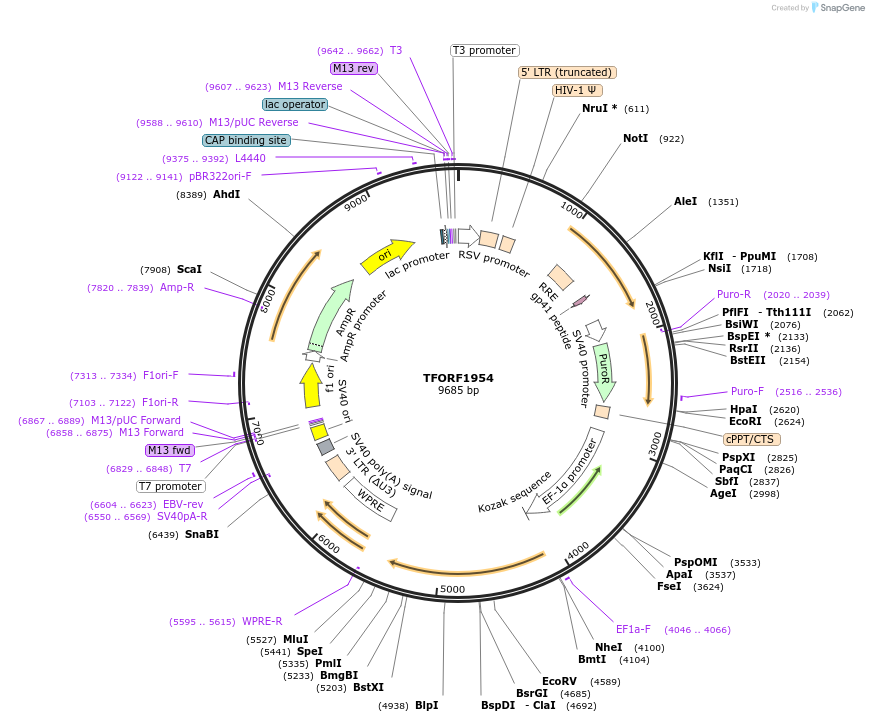 142296-plasmid-map-sequence-id-395774
