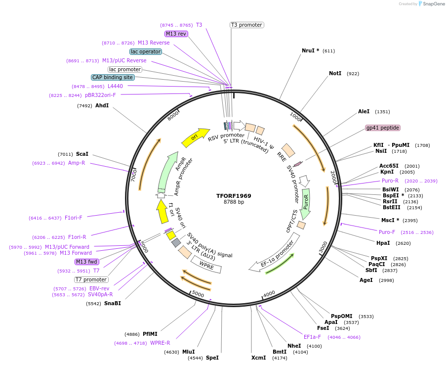 142301-plasmid-map-sequence-id-395778