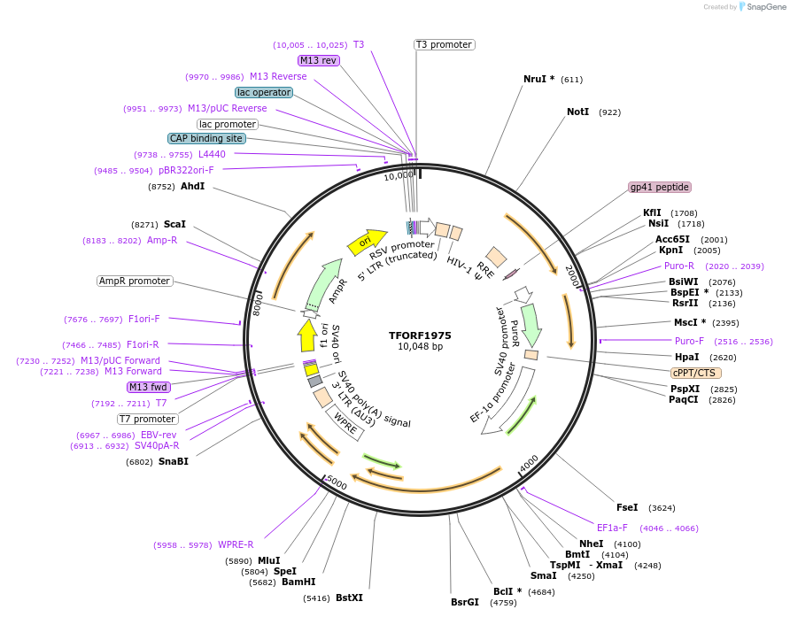 142302-plasmid-map-sequence-id-395779