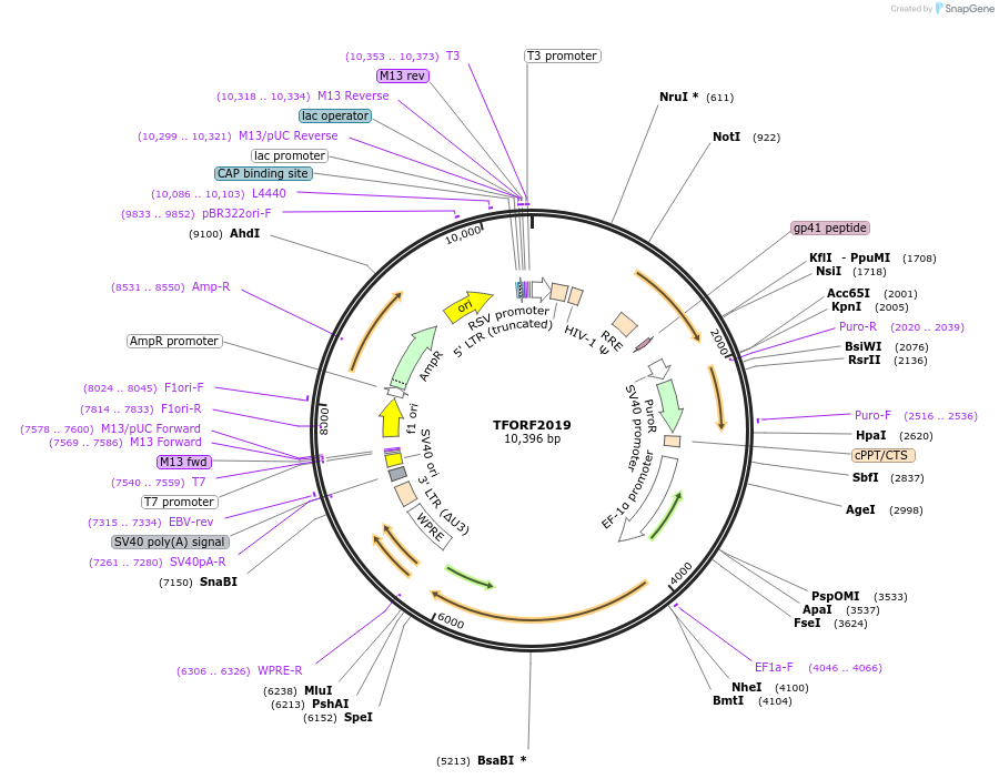 142312-plasmid-map-sequence-id-395783