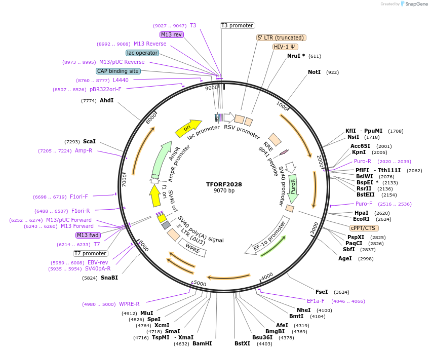 142315-plasmid-map-sequence-id-395786