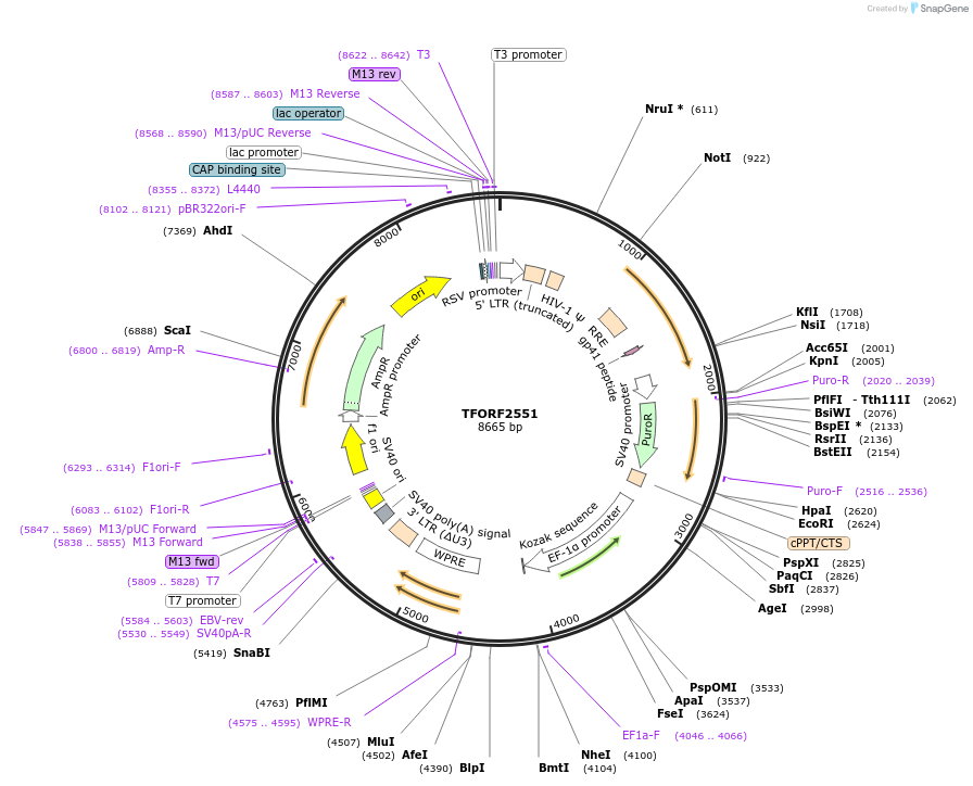 142323-plasmid-map-sequence-id-395791