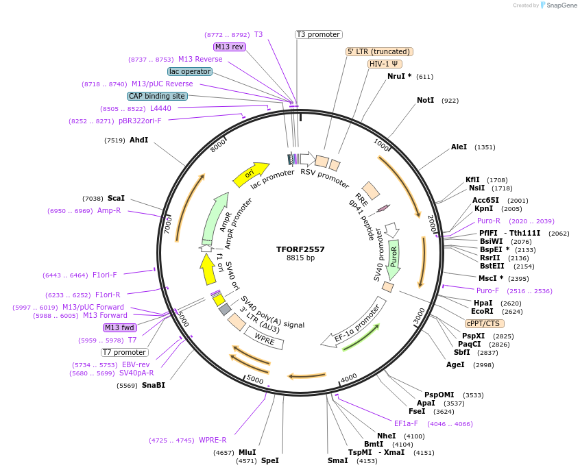 142324-plasmid-map-sequence-id-395792