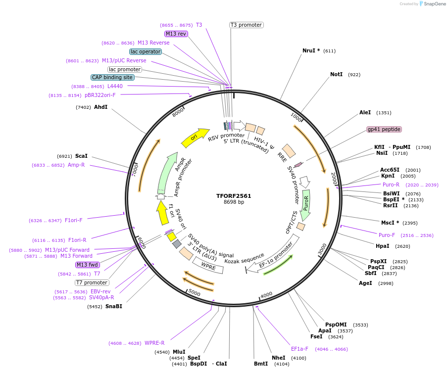 142325-plasmid-map-sequence-id-395793