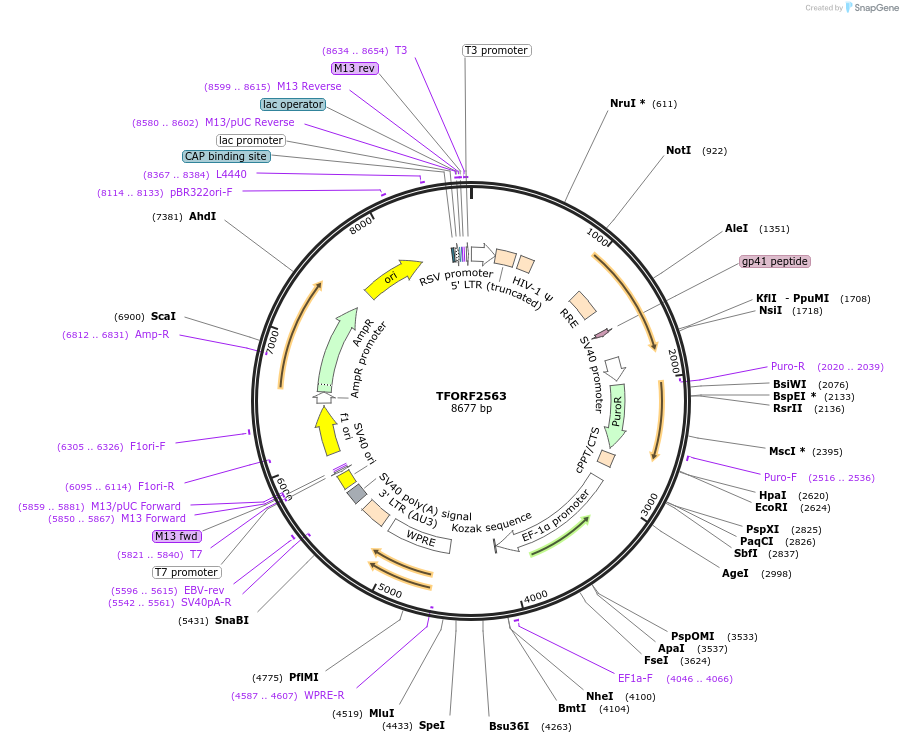 142326-plasmid-map-sequence-id-395794