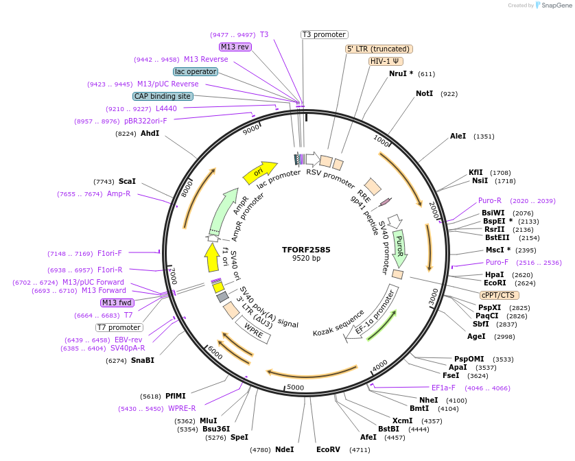142332-plasmid-map-sequence-id-395797