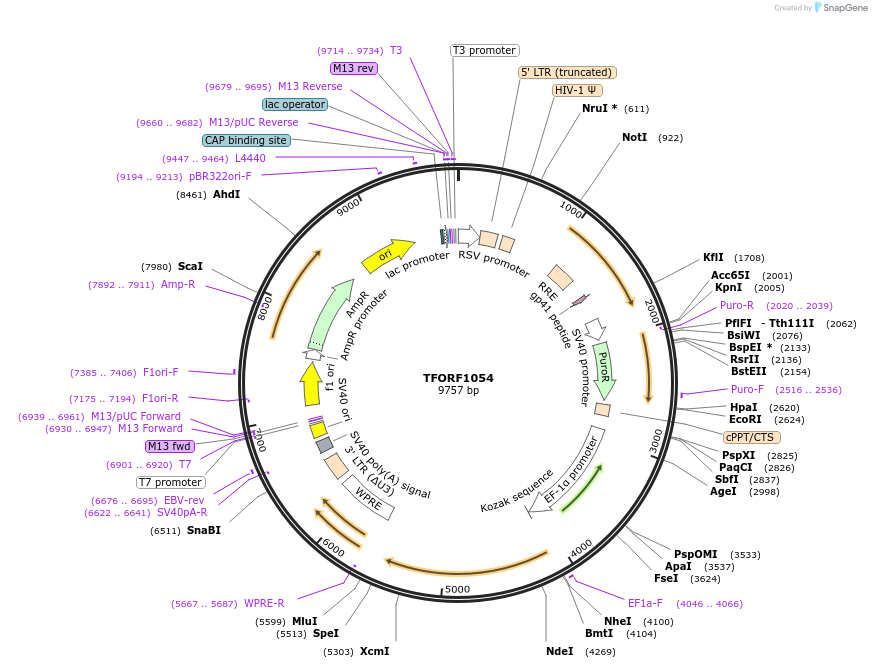 142720-plasmid-map-sequence-id-395798