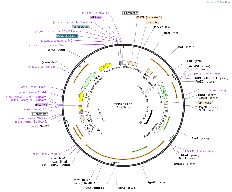 142730-plasmid-map-sequence-id-395807