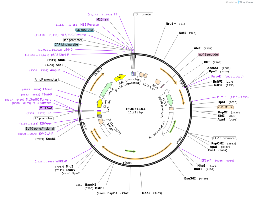142731-plasmid-map-sequence-id-395809