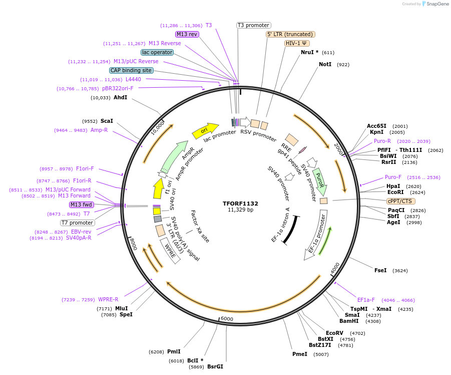 142733-plasmid-map-sequence-id-395810