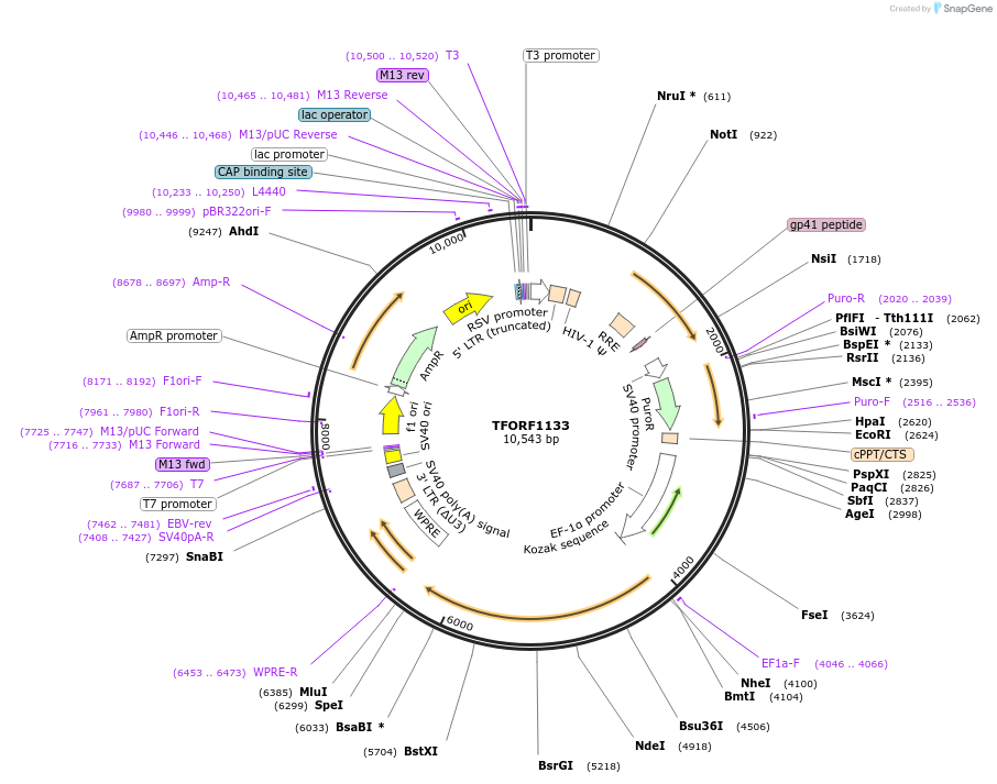 142734-plasmid-map-sequence-id-395811