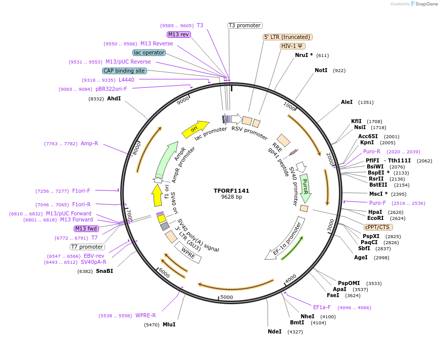 142736-plasmid-map-sequence-id-395813