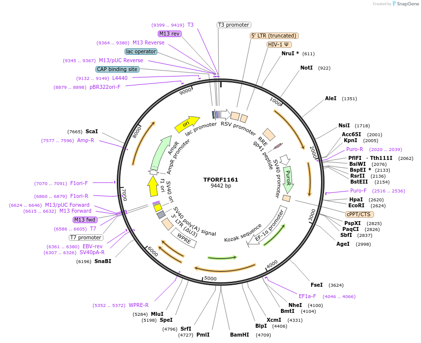 142740-plasmid-map-sequence-id-395815