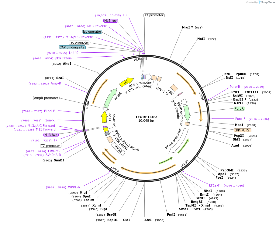 142745-plasmid-map-sequence-id-395820