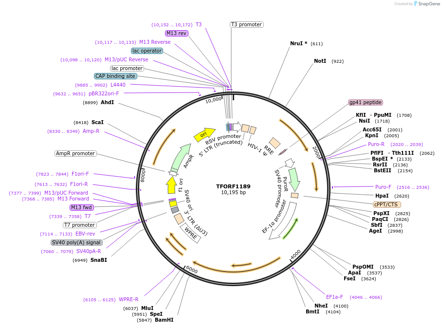 142748-plasmid-map-sequence-id-395821