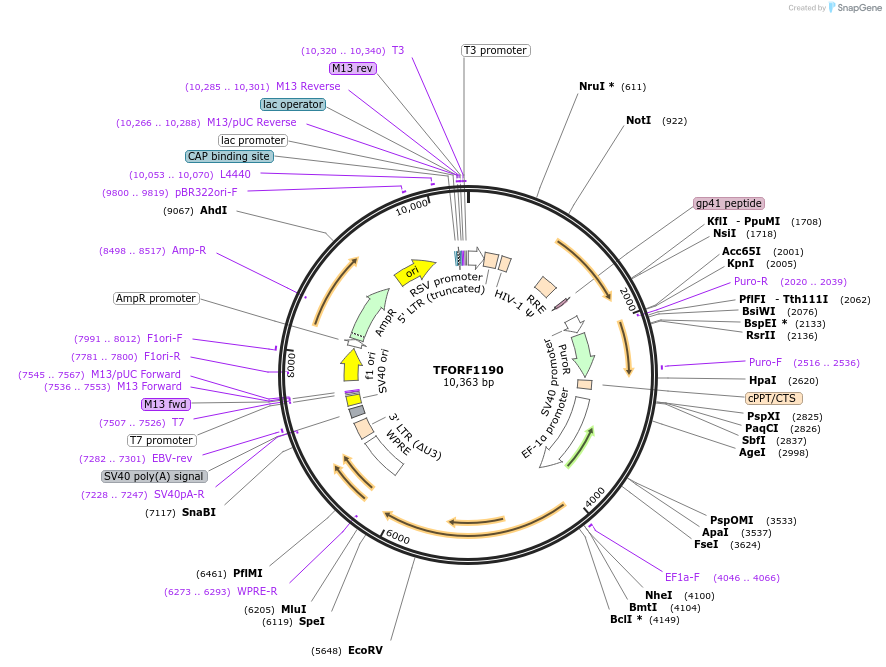 142749-plasmid-map-sequence-id-395822