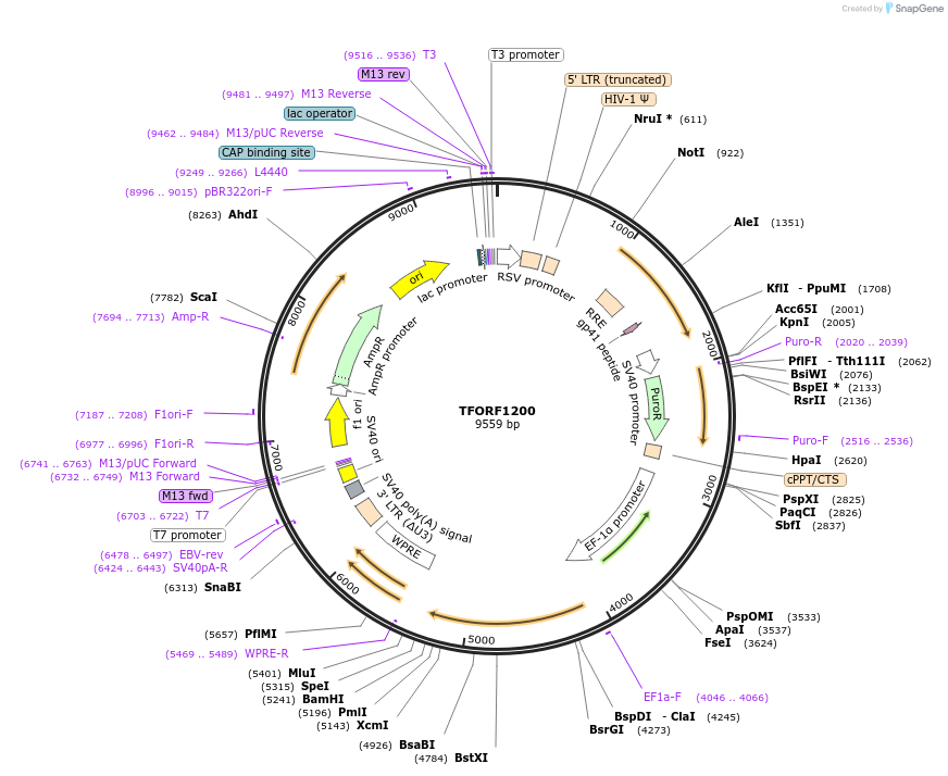 142750-plasmid-map-sequence-id-395823