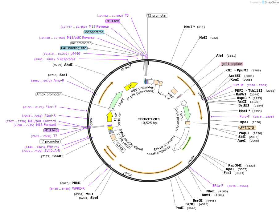 142752-plasmid-map-sequence-id-395824
