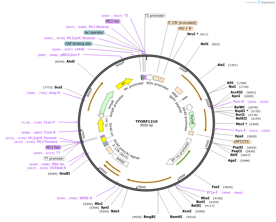 142755-plasmid-map-sequence-id-395827