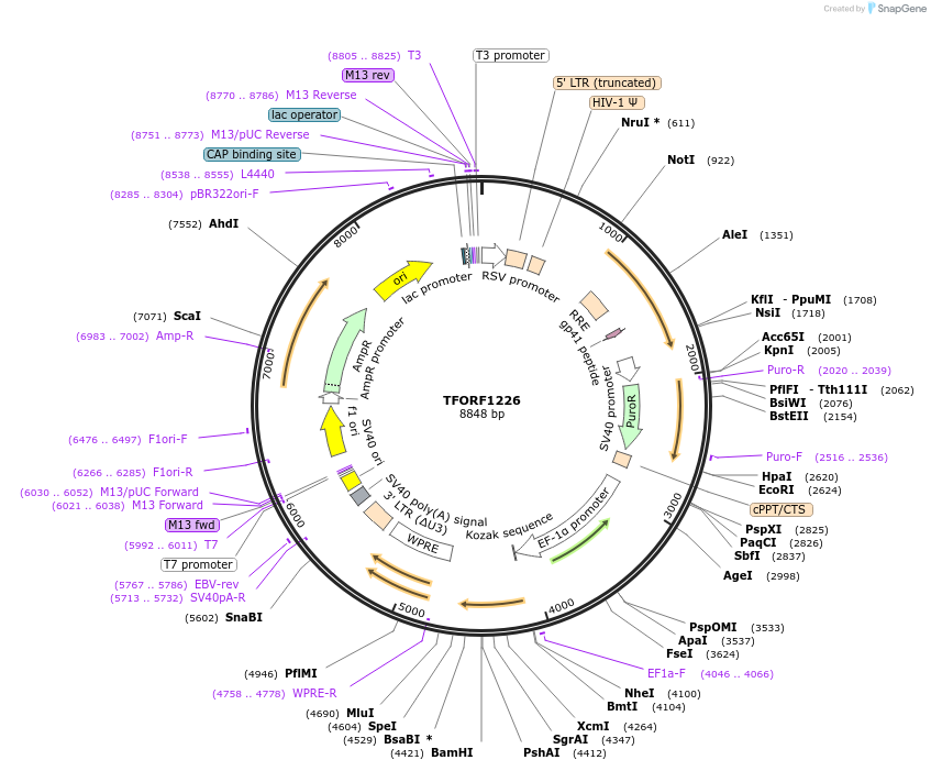 142759-plasmid-map-sequence-id-395828