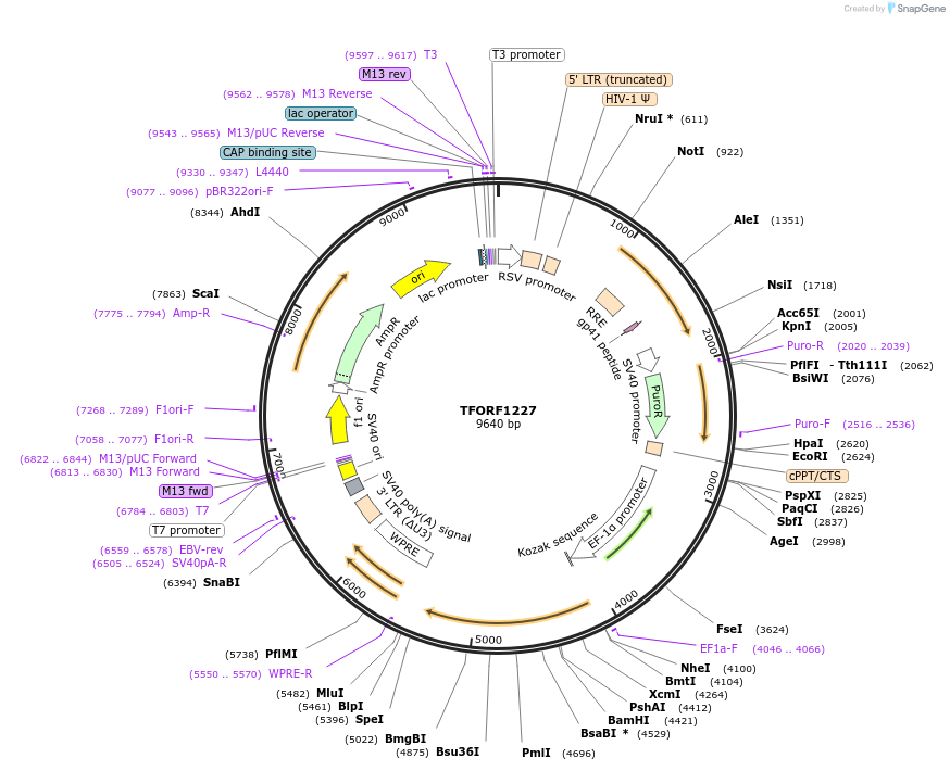 142760-plasmid-map-sequence-id-395829