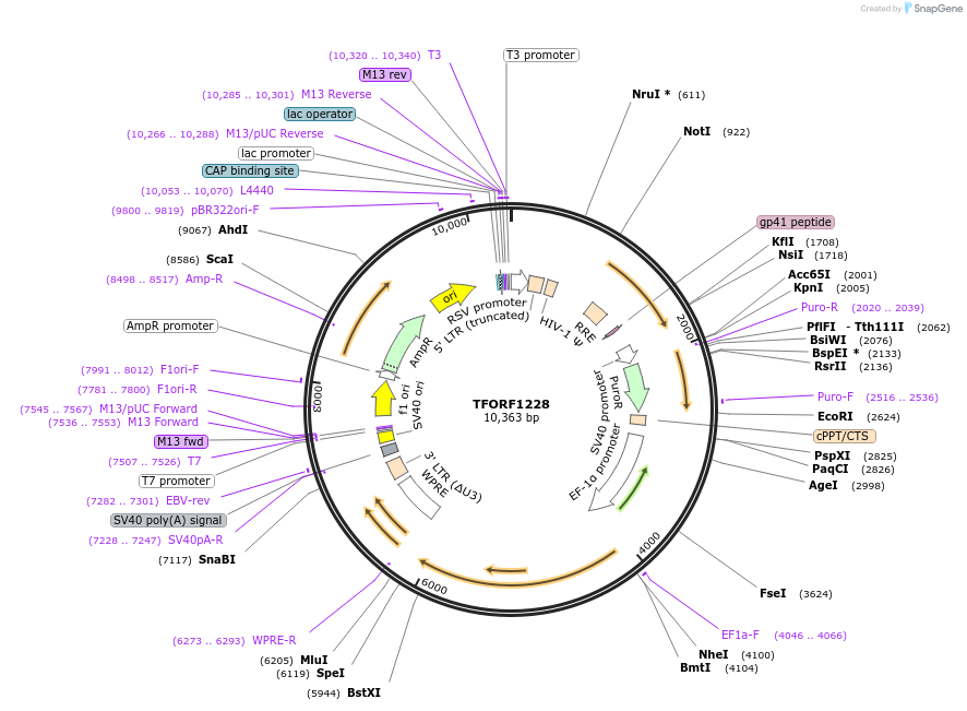 142761-plasmid-map-sequence-id-395830