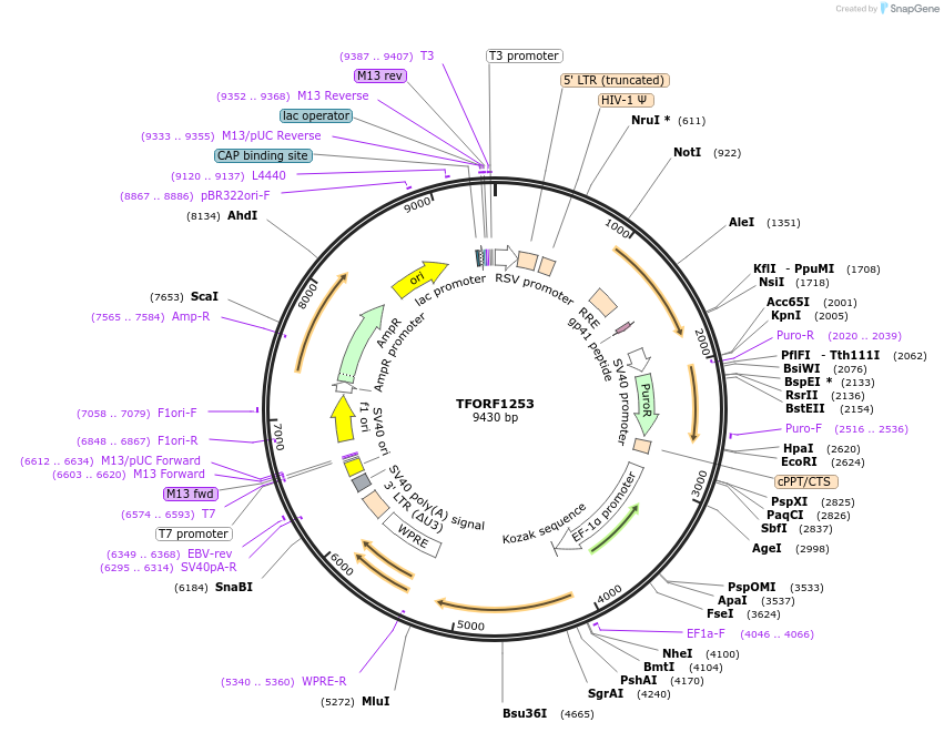 142764-plasmid-map-sequence-id-395833