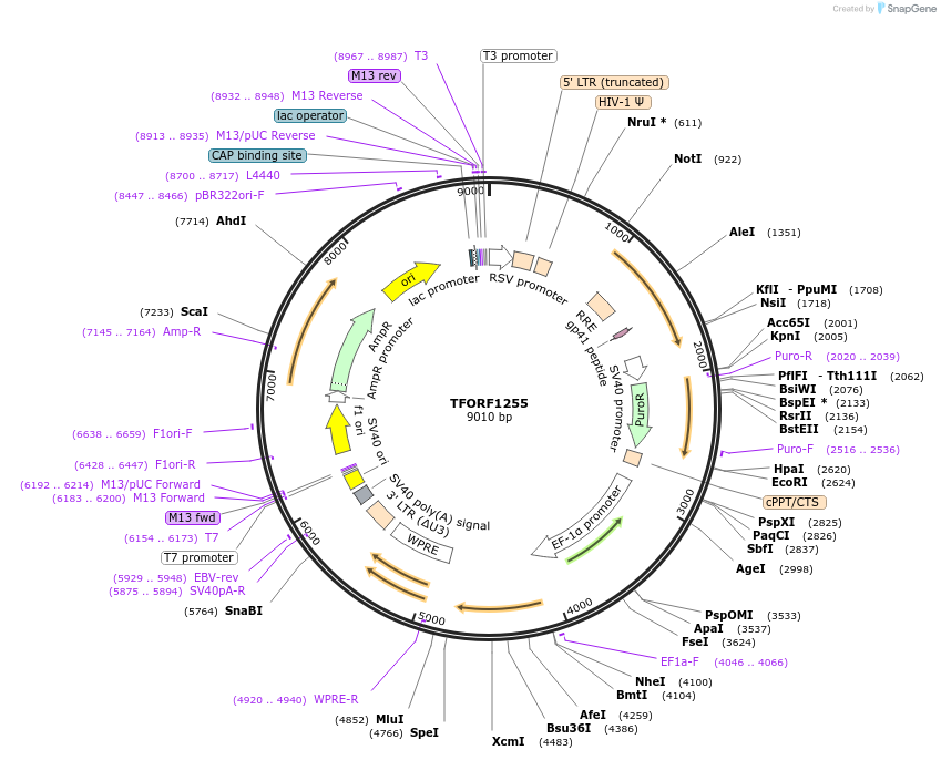 142766-plasmid-map-sequence-id-395835