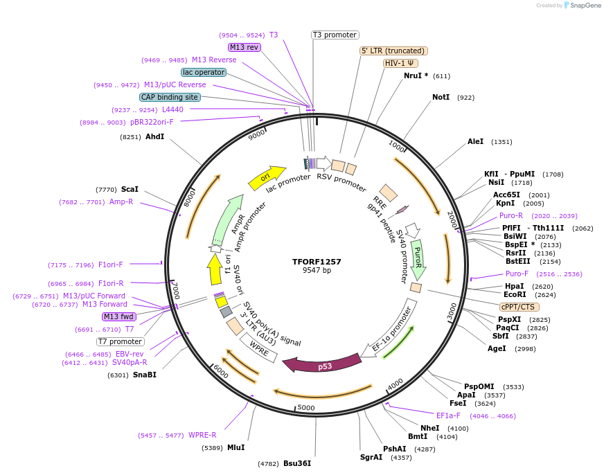 142768-plasmid-map-sequence-id-395837