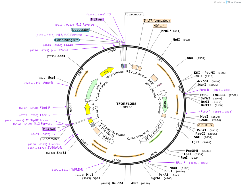 142769-plasmid-map-sequence-id-395838