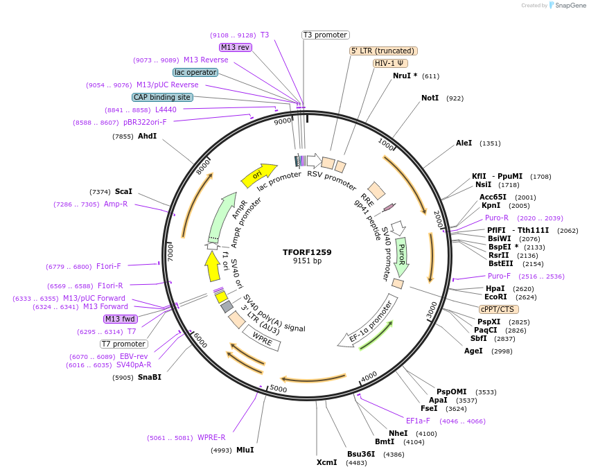 142770-plasmid-map-sequence-id-395839
